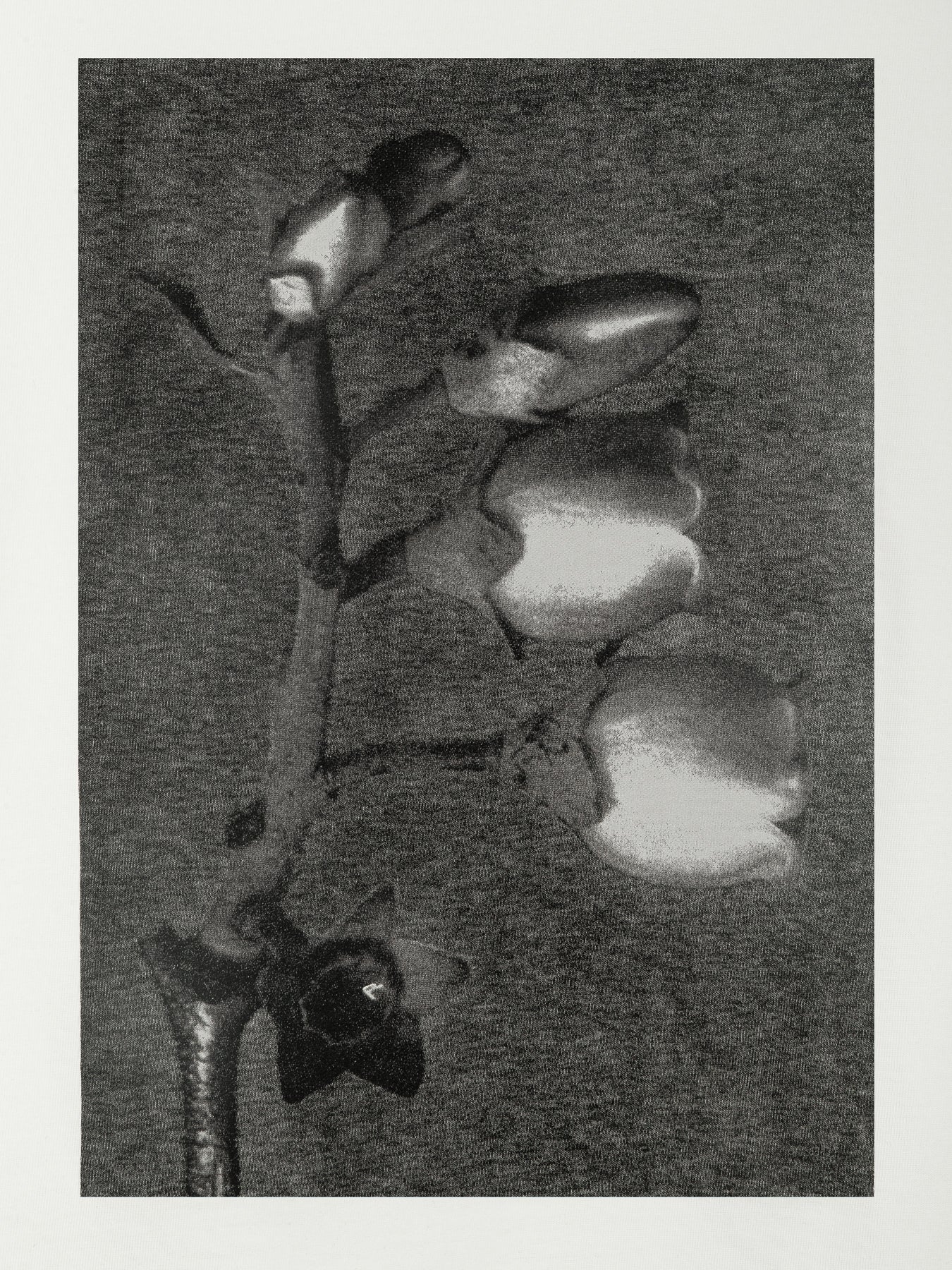 T-SHIRT GABRIELLE DARK ECRU LECOLLET